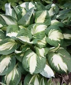 Hosta 'Vulcan' (25) BR Plants