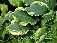Hosta 'Wheee!' PP23565 (10)ct Quarts