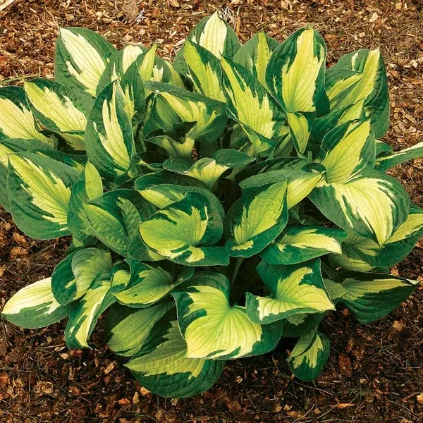 Hosta - Whirlwind