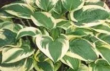Hosta 'Wide Brim' (25) BR Plants