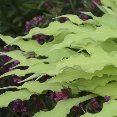 Hosta 'Wiggles and Squiggles' (20)ct Flat