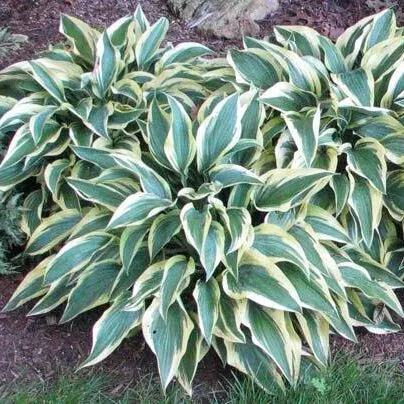 Hosta ‘Wolverine’