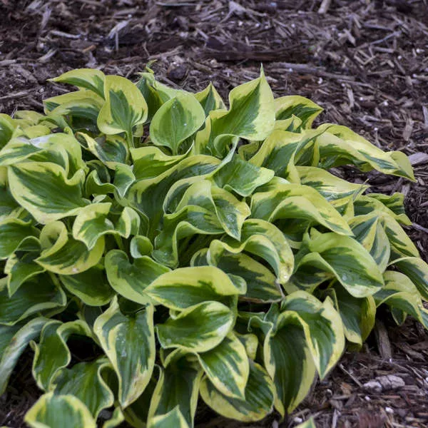 Hosta ‘Wrinkle in Time’