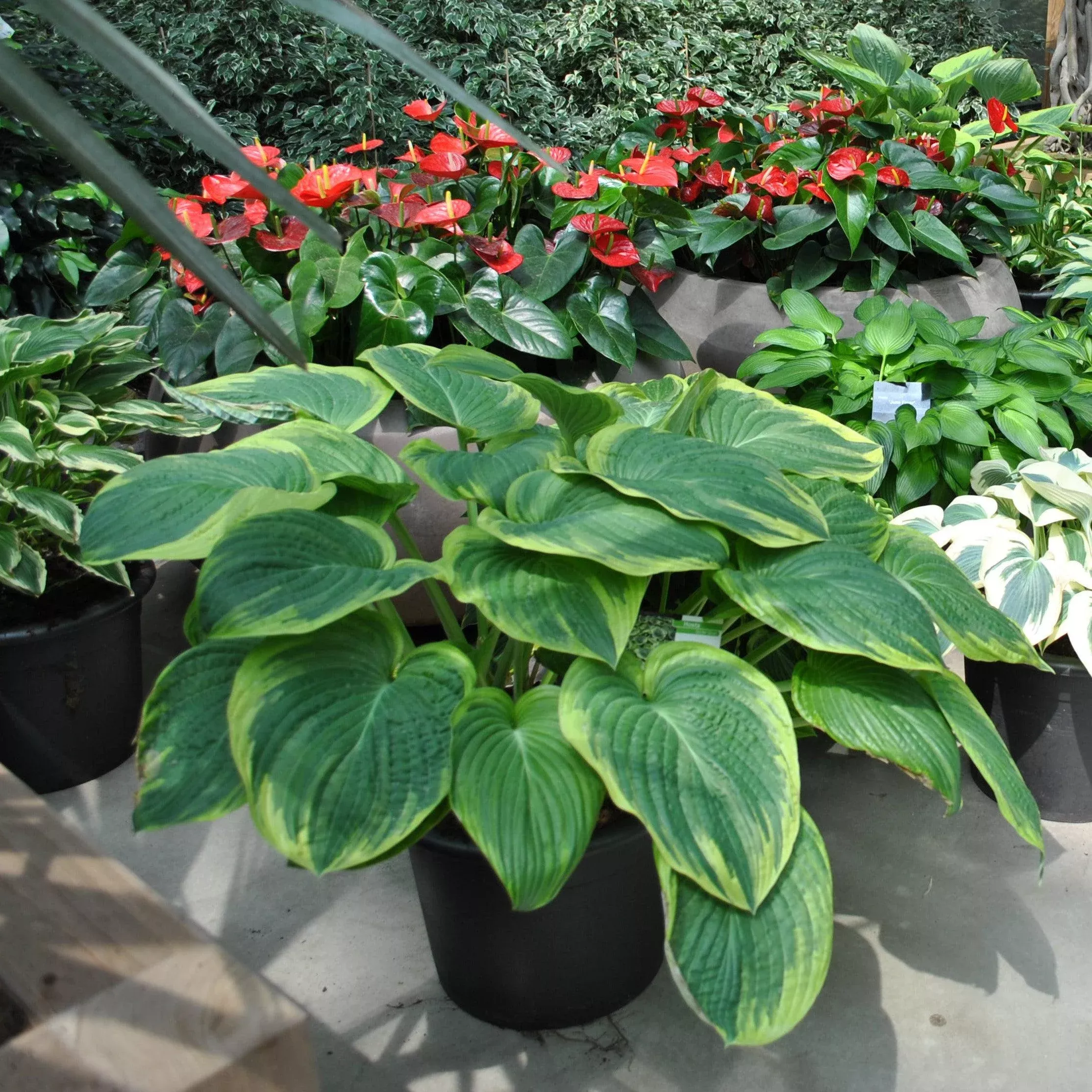 Hosta x 'Victory' ~ Victory Hosta