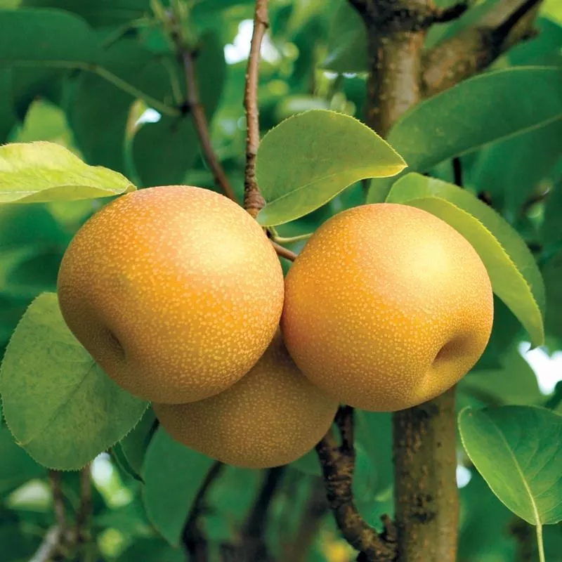 Hosui Asian Pear Tree