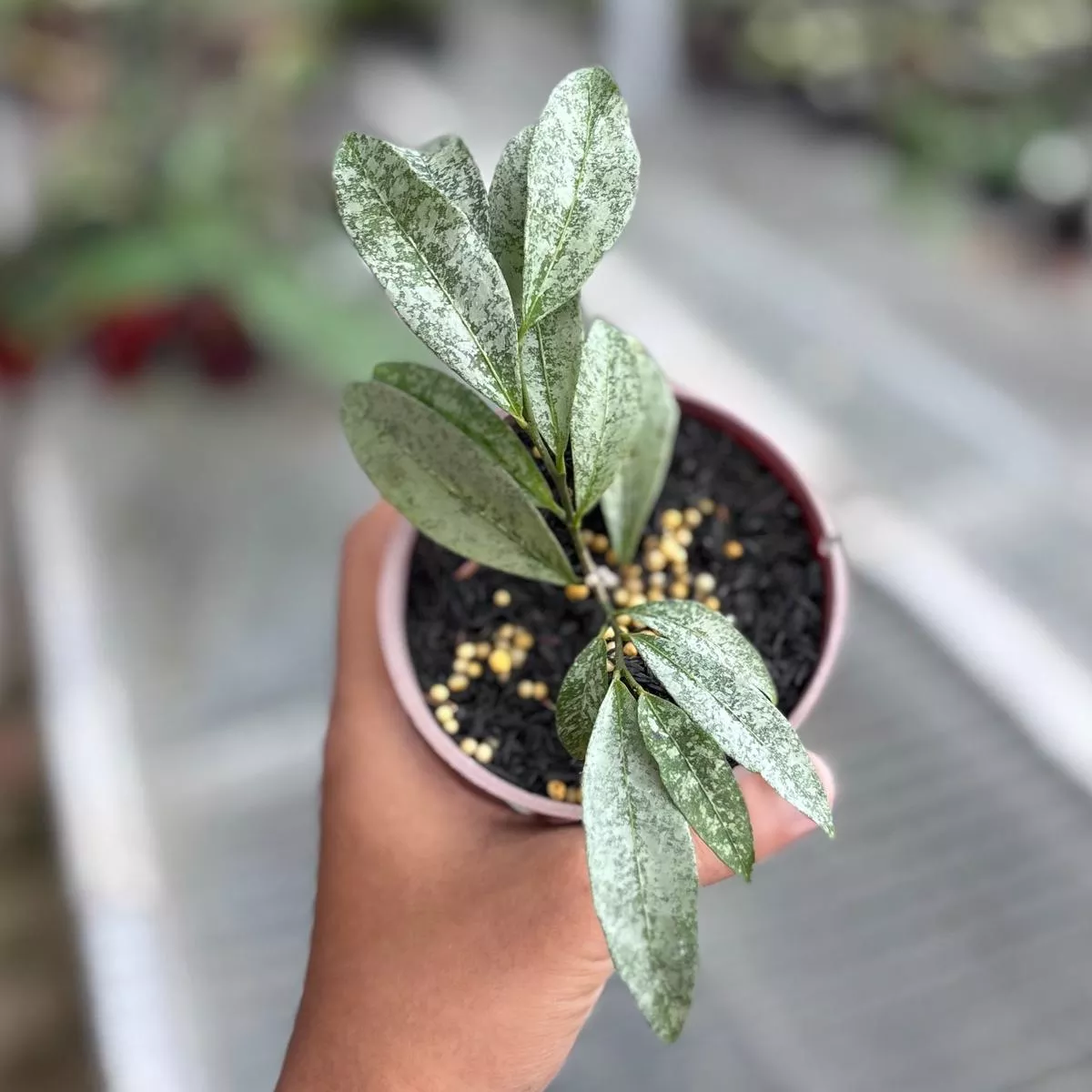 Hoya amicabilis silver
