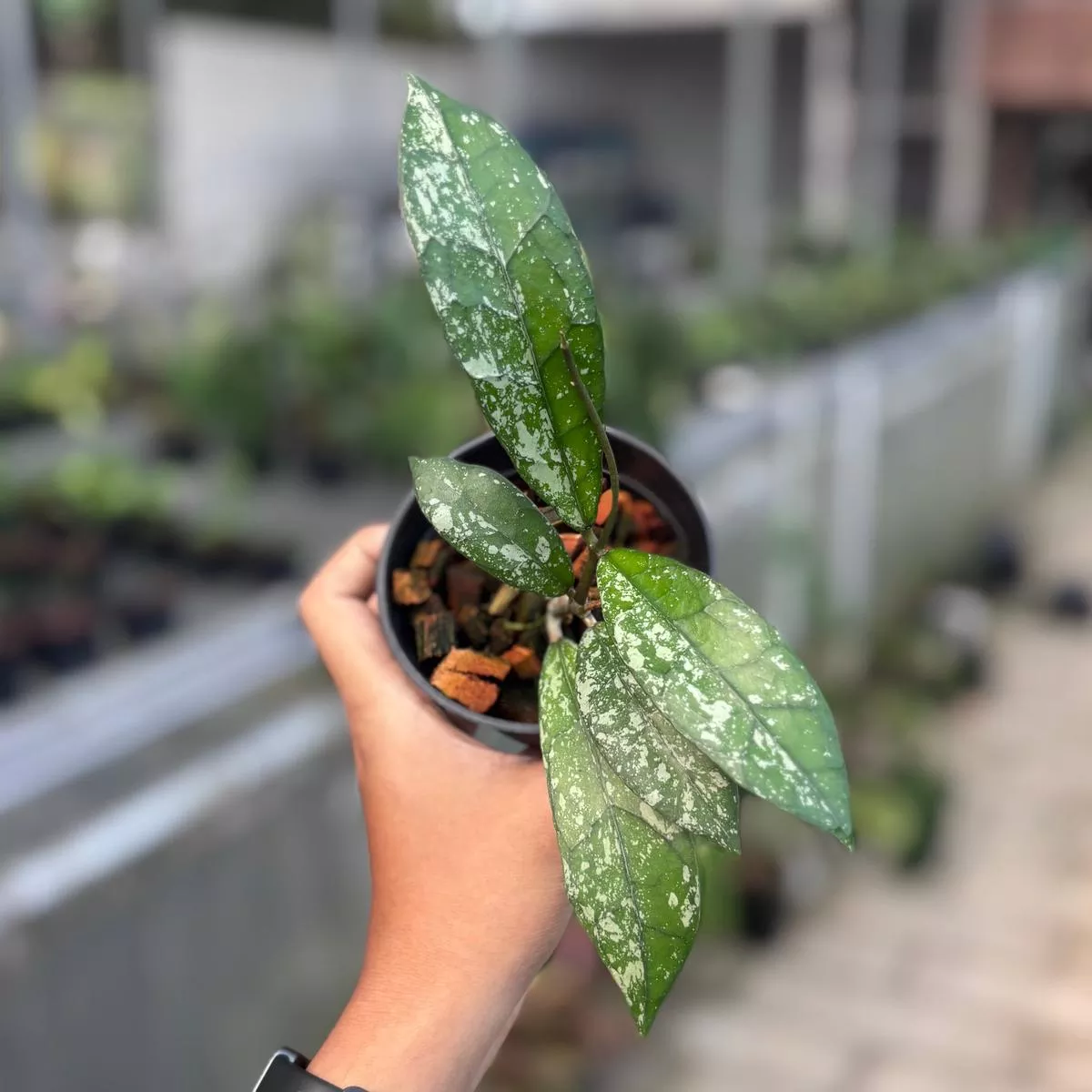 Hoya clemensiorum splash