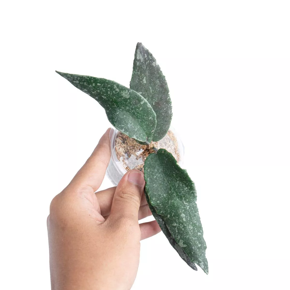 Hoya Flagellata silver