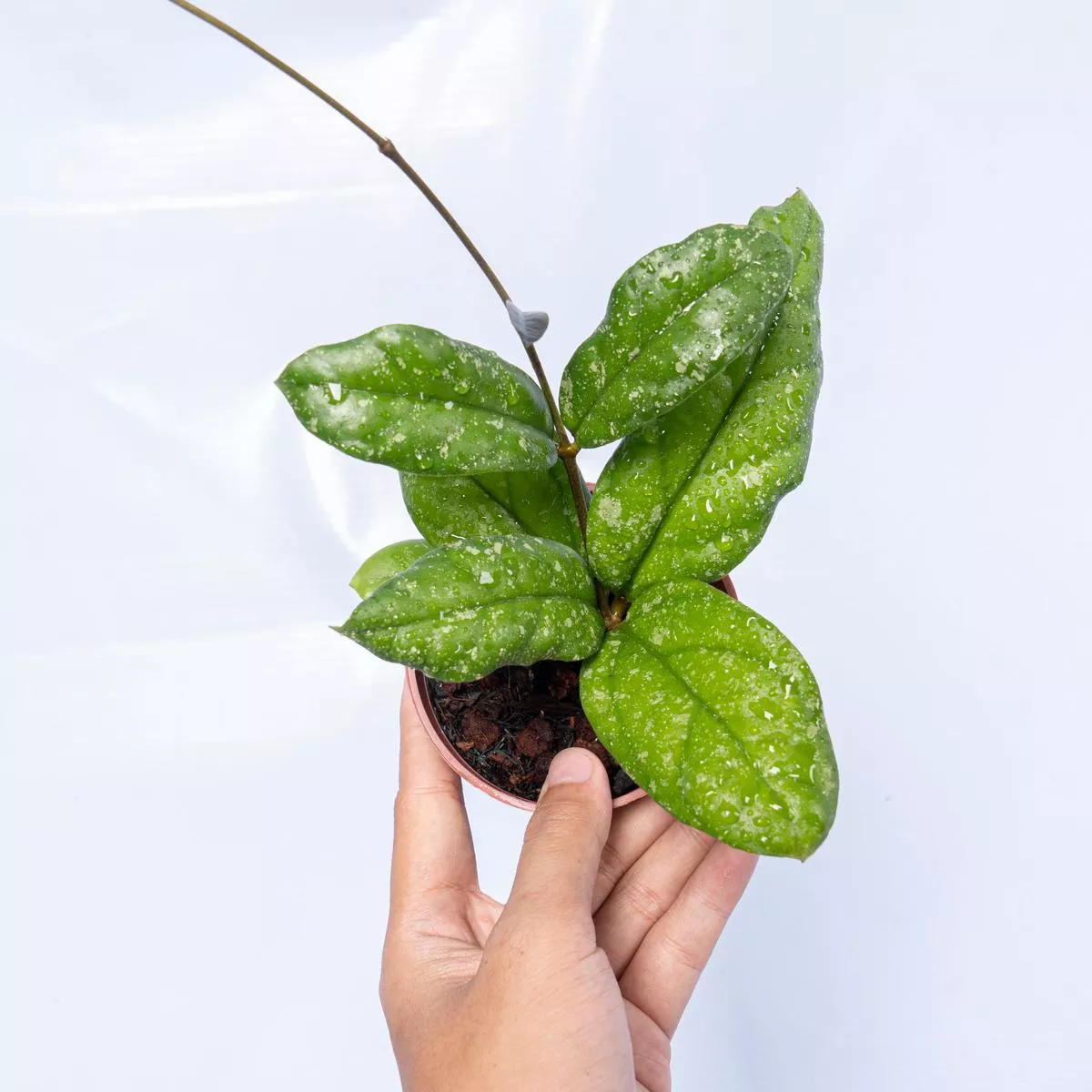 Hoya Forbesii Splash