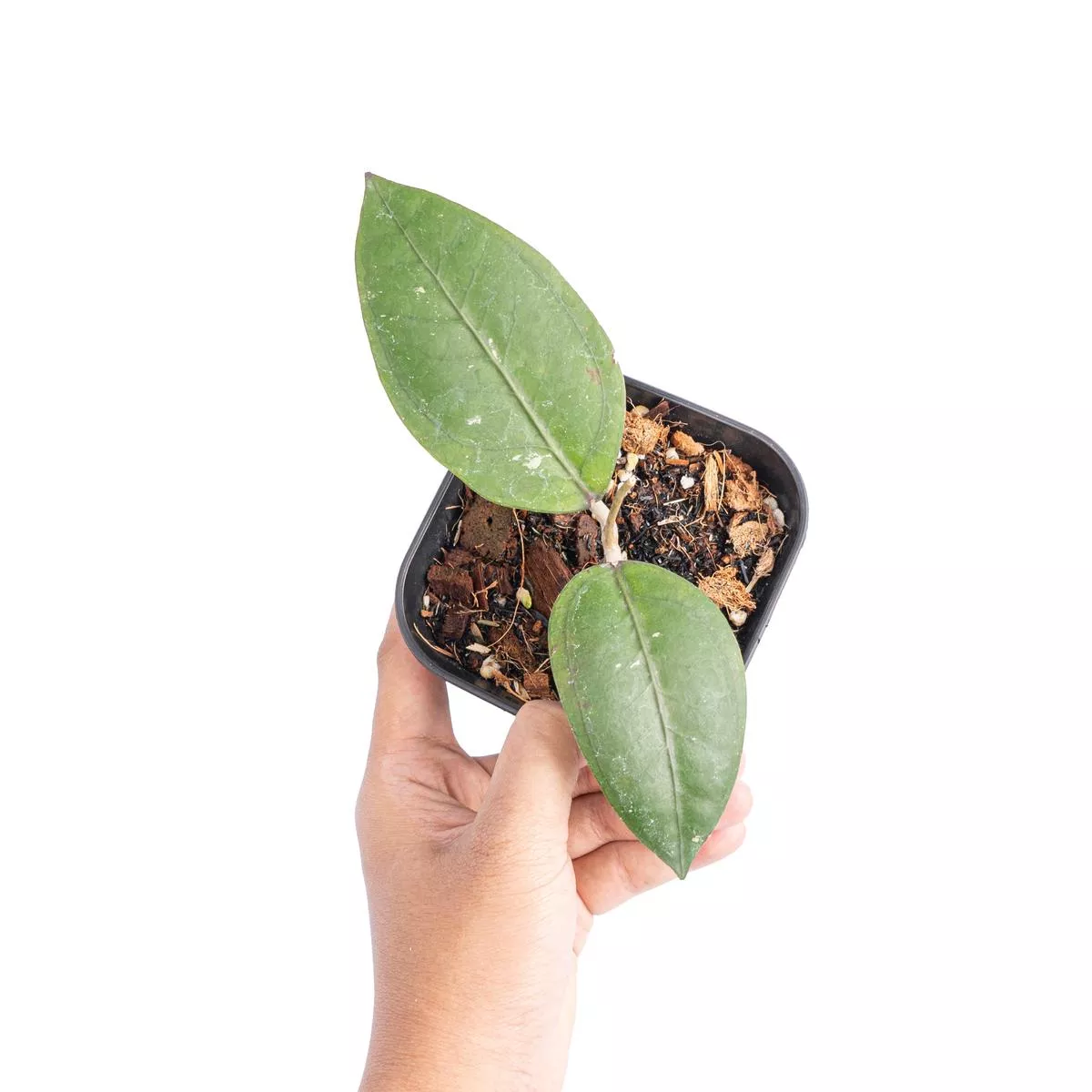 Hoya gomas Sp Aceh