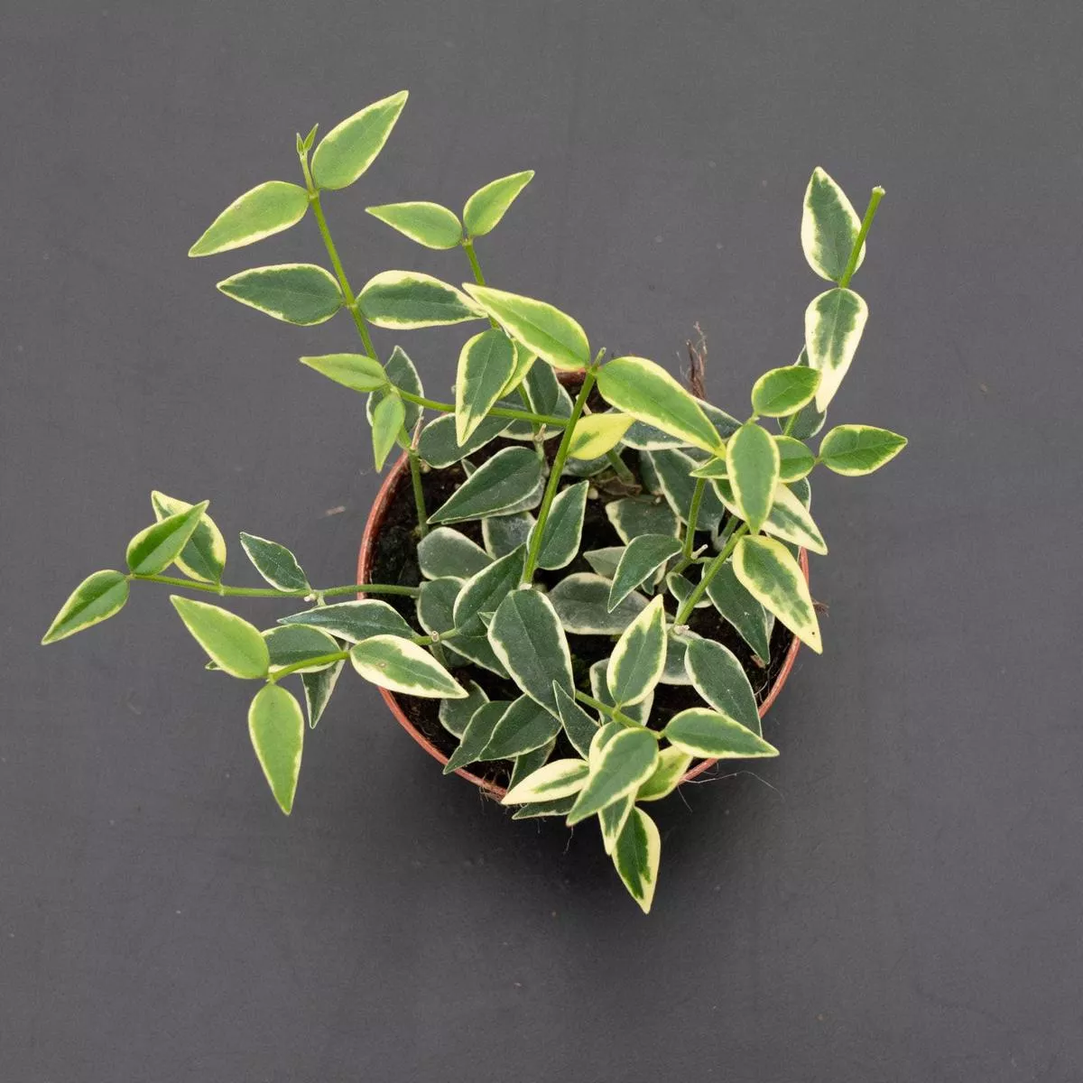 Hoya lanceolata subsp. bella 'Albo-Marginata'