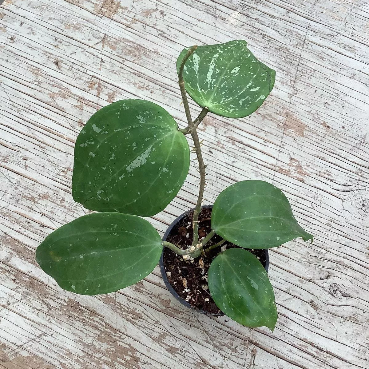 Hoya macrophylla (Splash)
