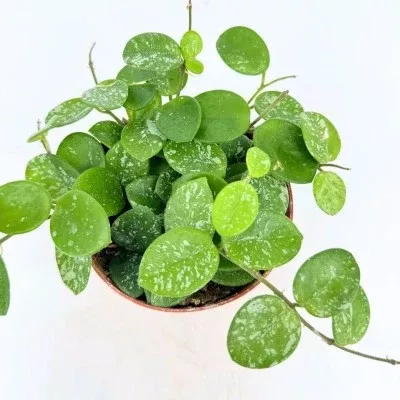 Hoya 'Mathilde' (Wax Plant)