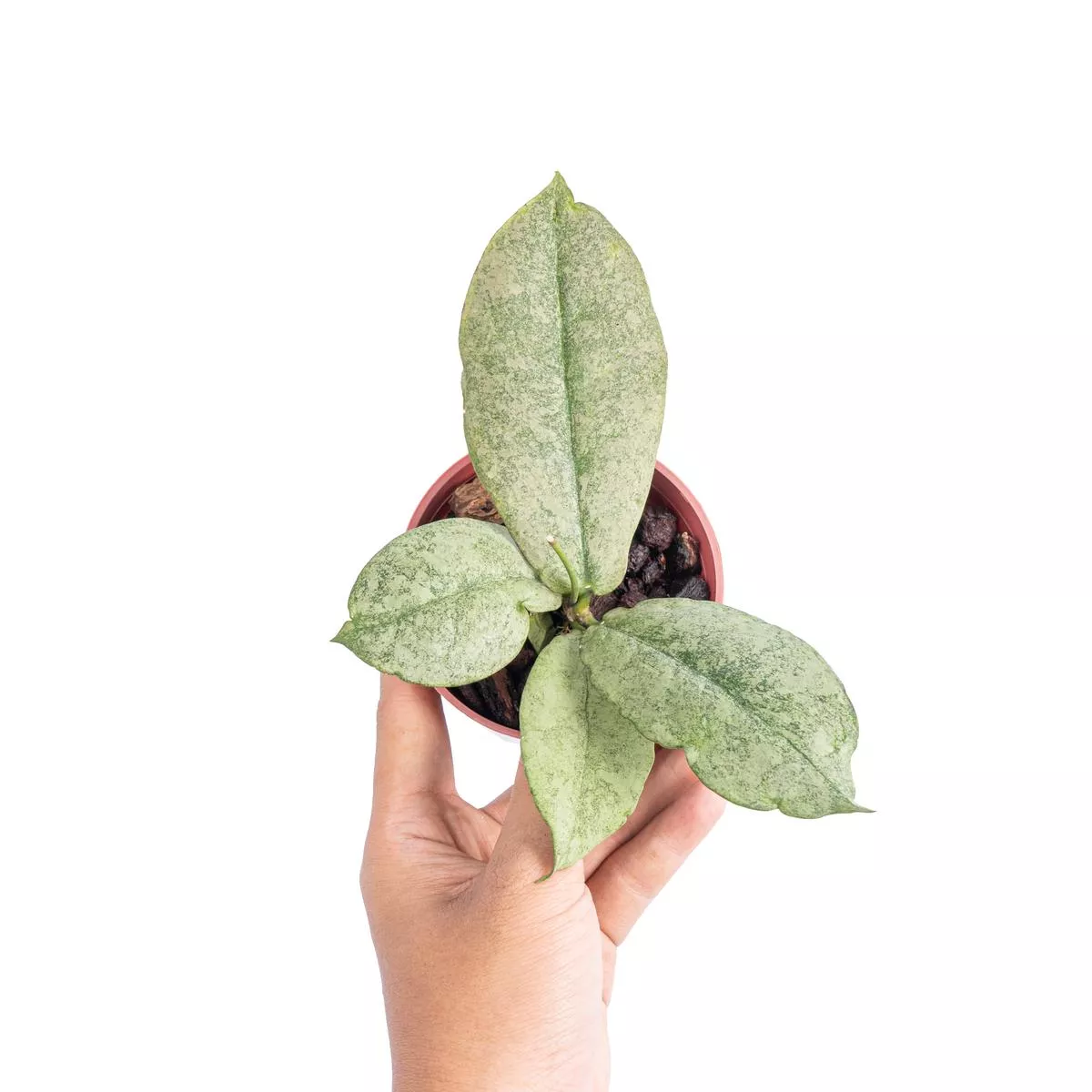 Hoya mitrata silver