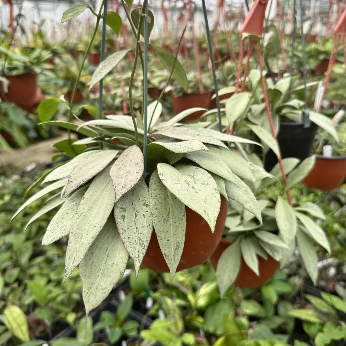 Hoya nicholsoniae’New Guinea Ghost ’
