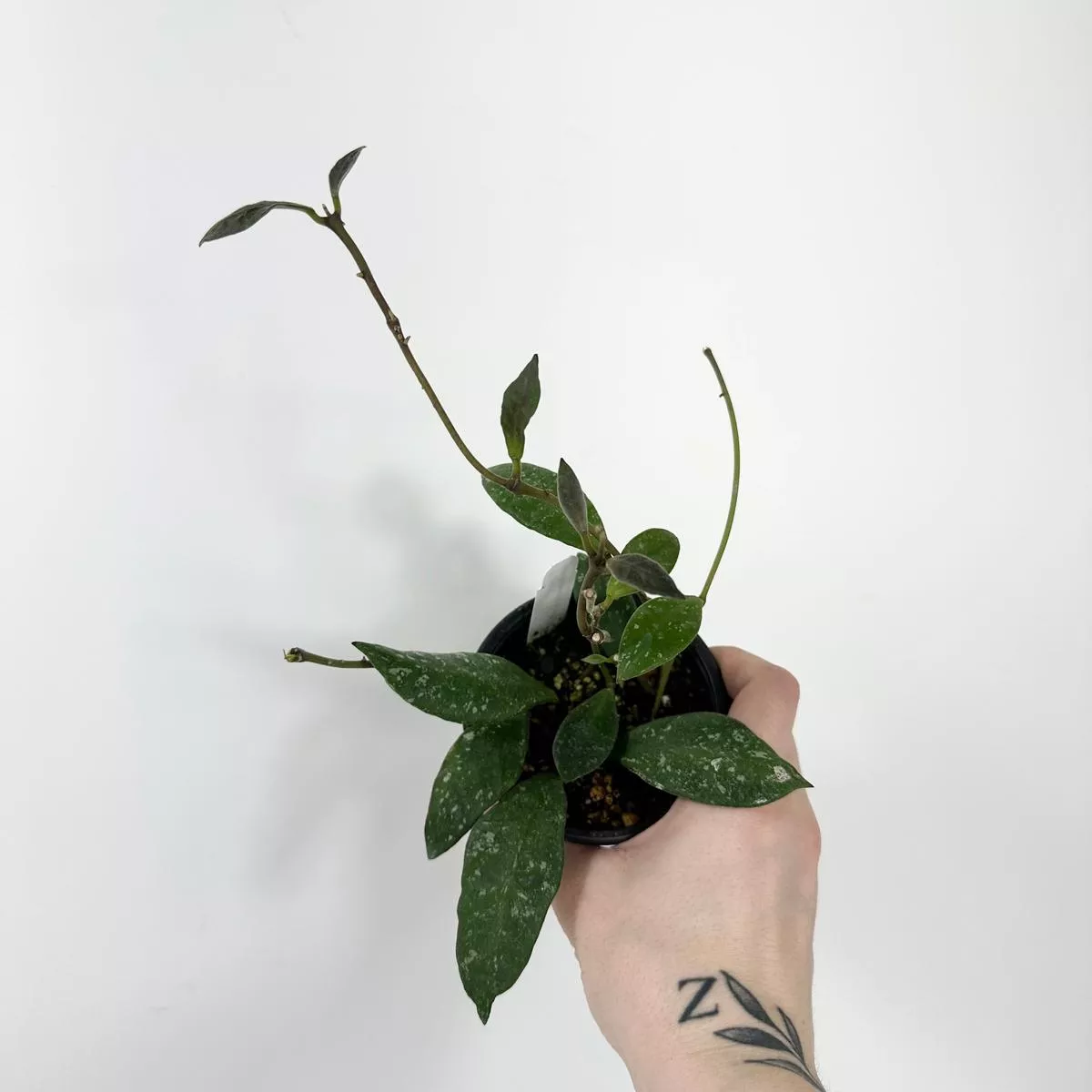 Hoya rundumensis (splash)
