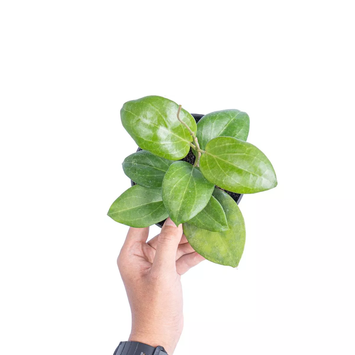 Hoya sp Selayar bal-wyd
