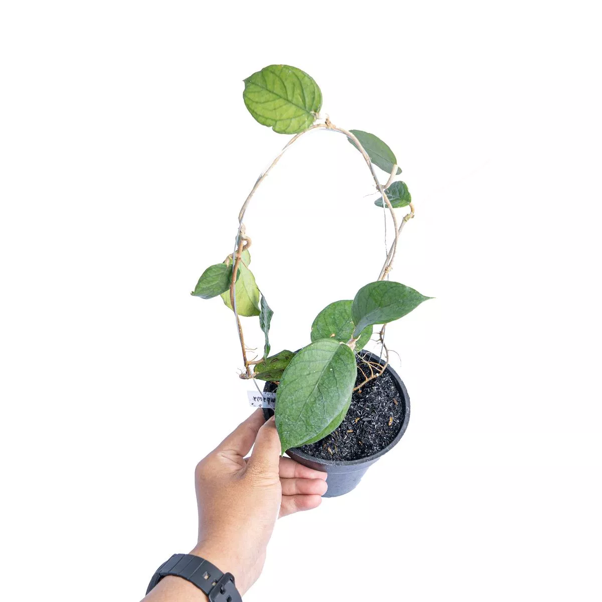 Hoya Sp sumbawa