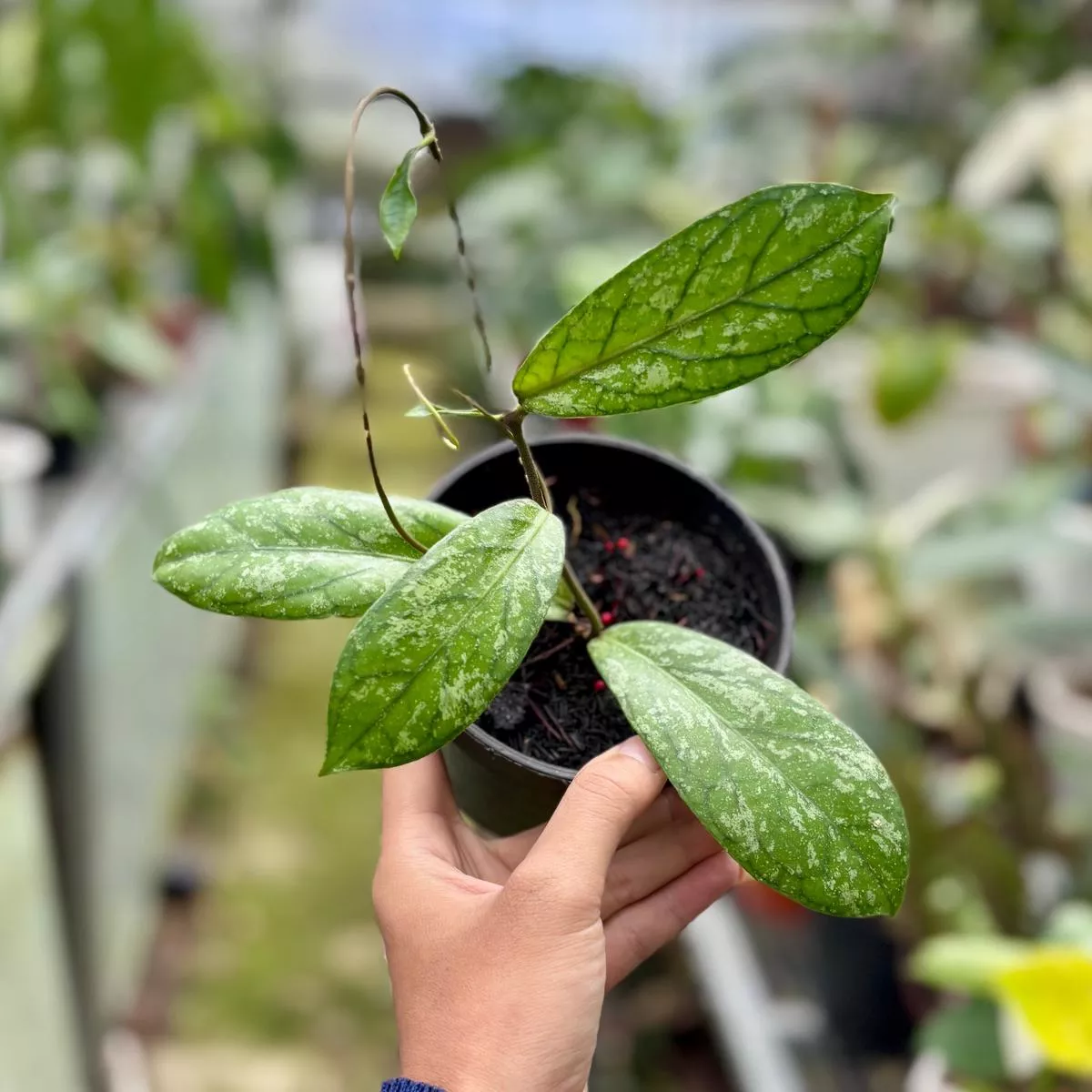 Hoya Sp Tanggamus splash