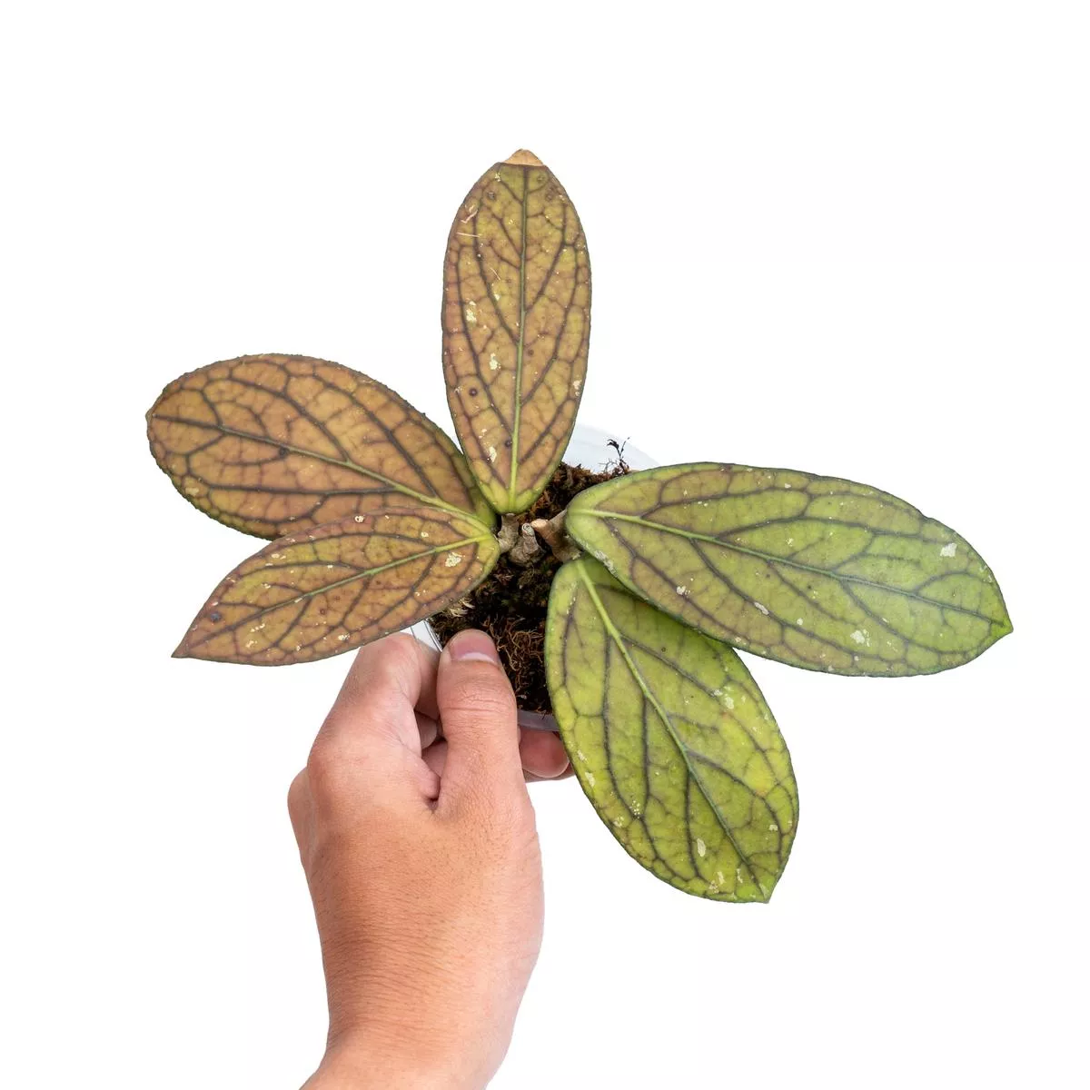 Hoya Sp Tanggamus