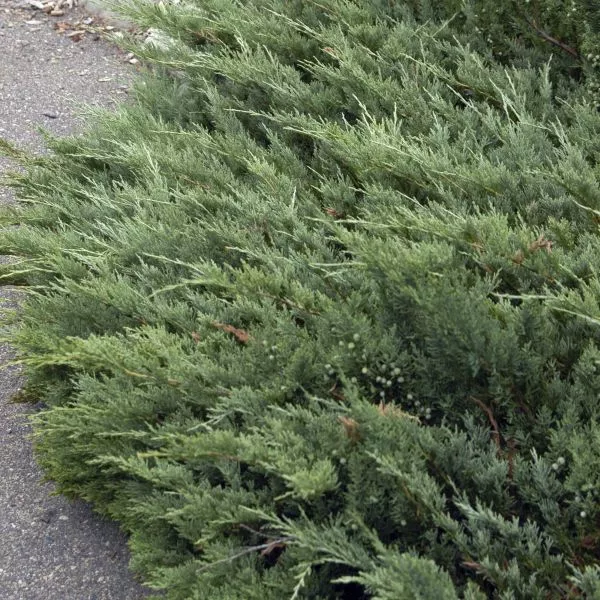 Hughes Juniper Bush