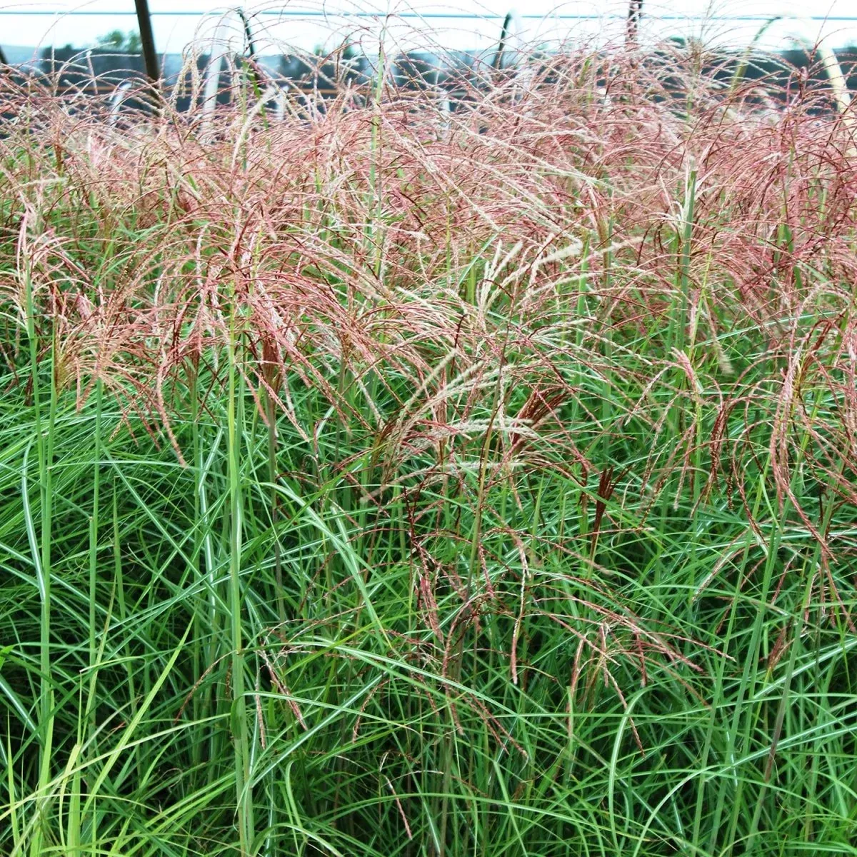 Huron Sunrise Maiden Grass