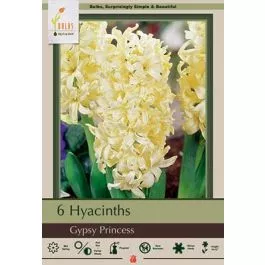 Hyacinth Gypsy Princess 5PK