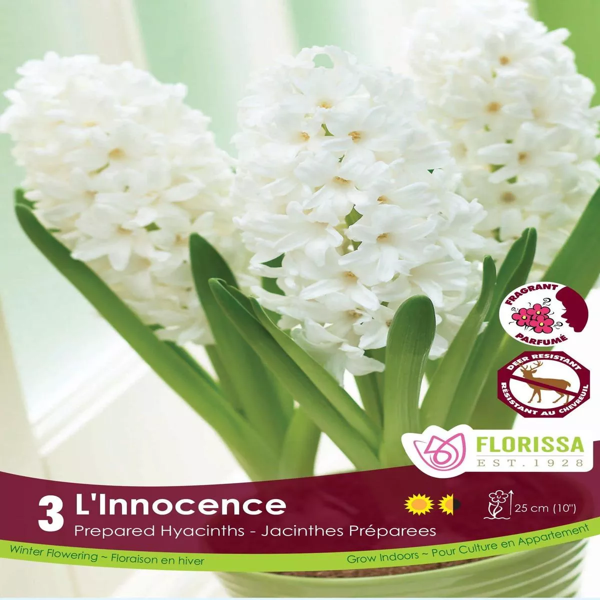 Hyacinth Prep. L ’Innocence 3/Pkg