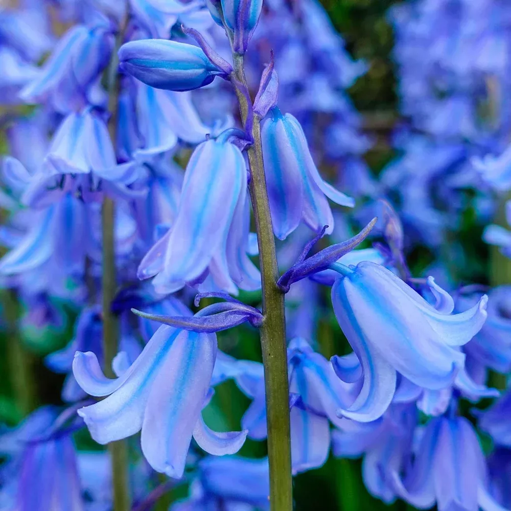 Hyacinthoides hispanica Excelsior