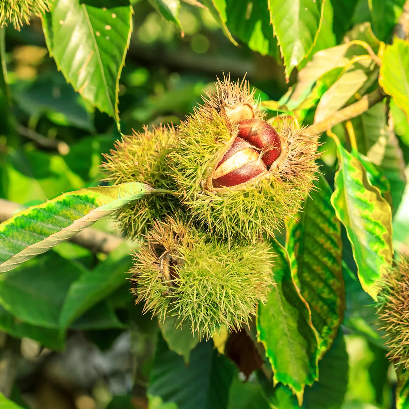 Hybrid American Chestnut Tree – 1 Gallon / Single