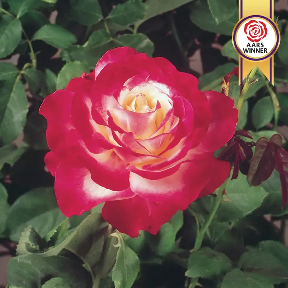 Hybrid Tea Rose Double Delight