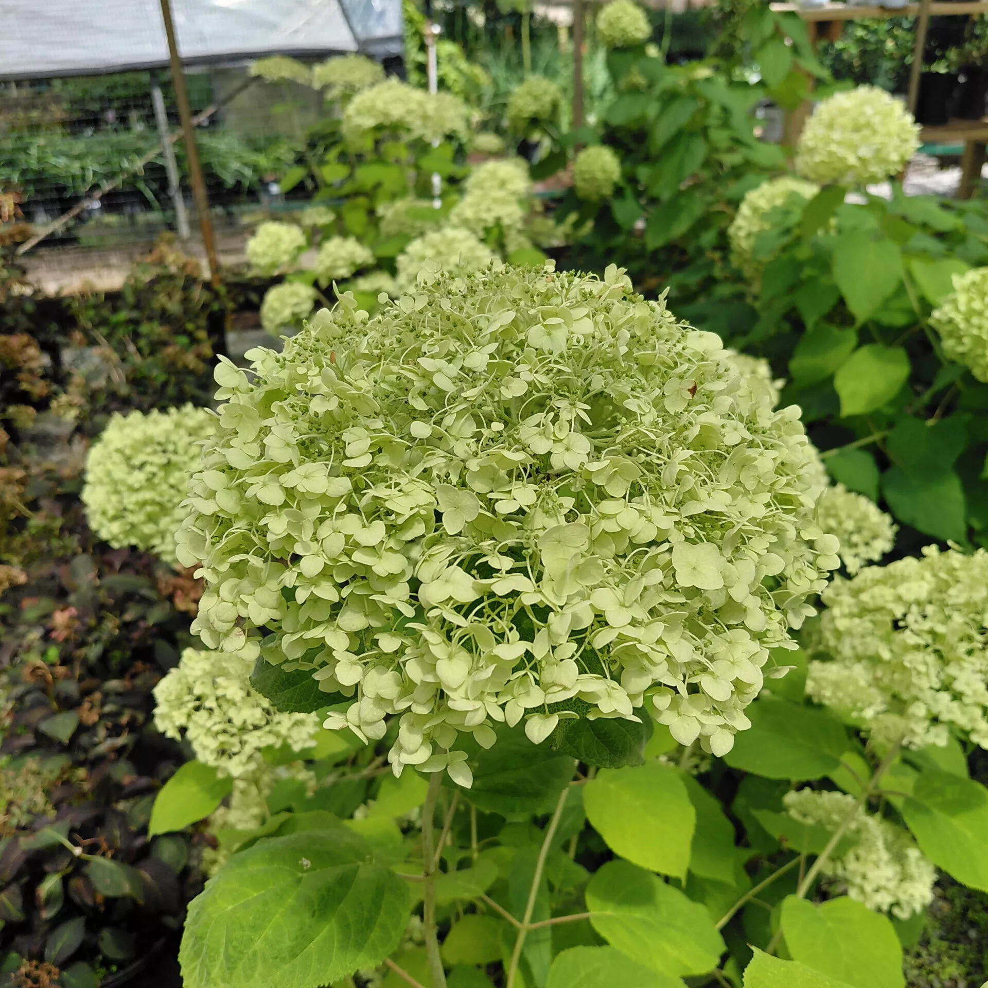 Hydrangea arborescens ‘Abetwo’ (Incrediball)