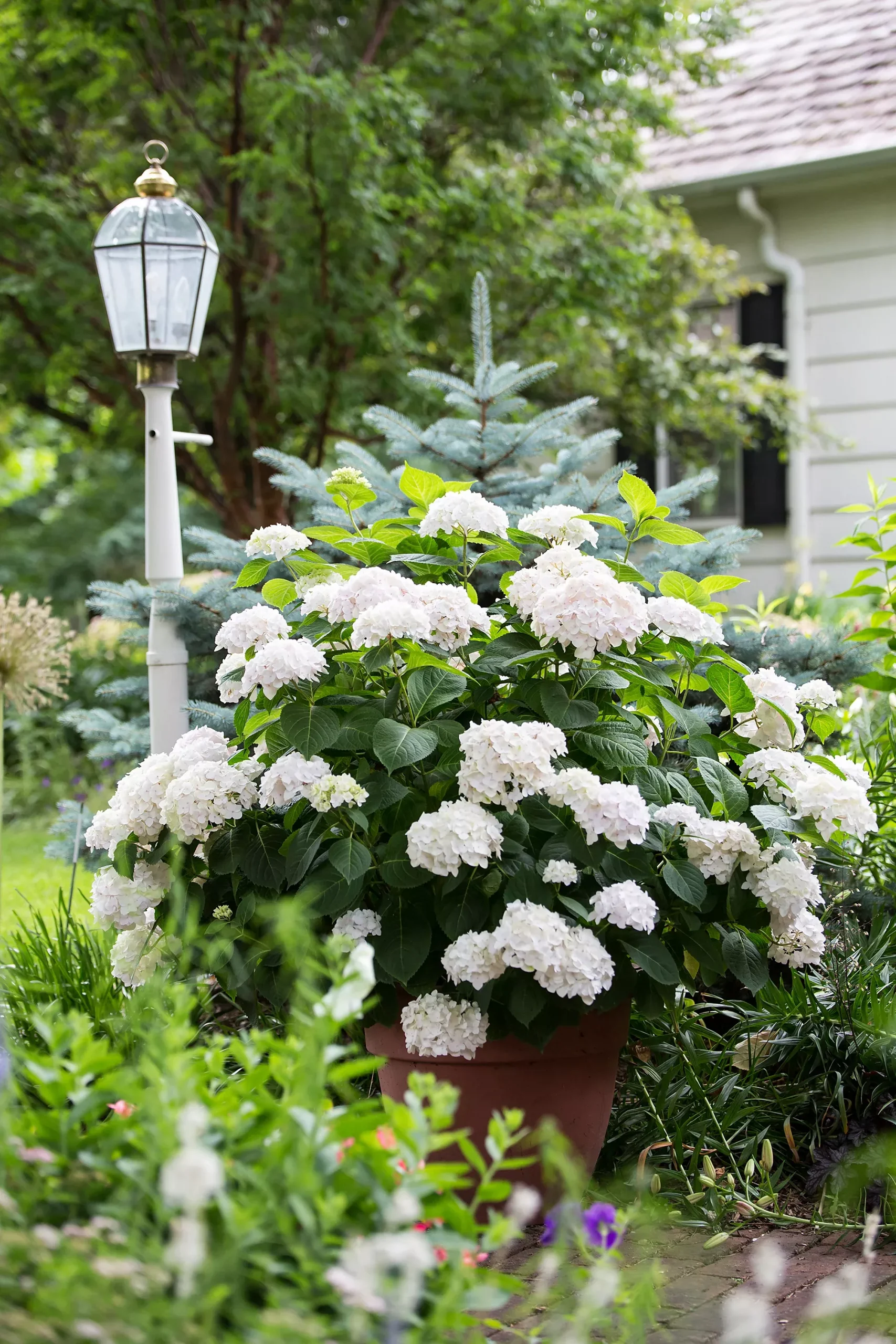 Hydrangea - Blushing Bride Reblooming