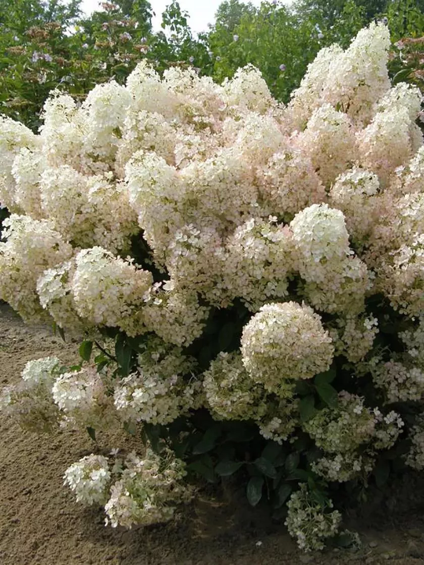 Hydrangea Bobo