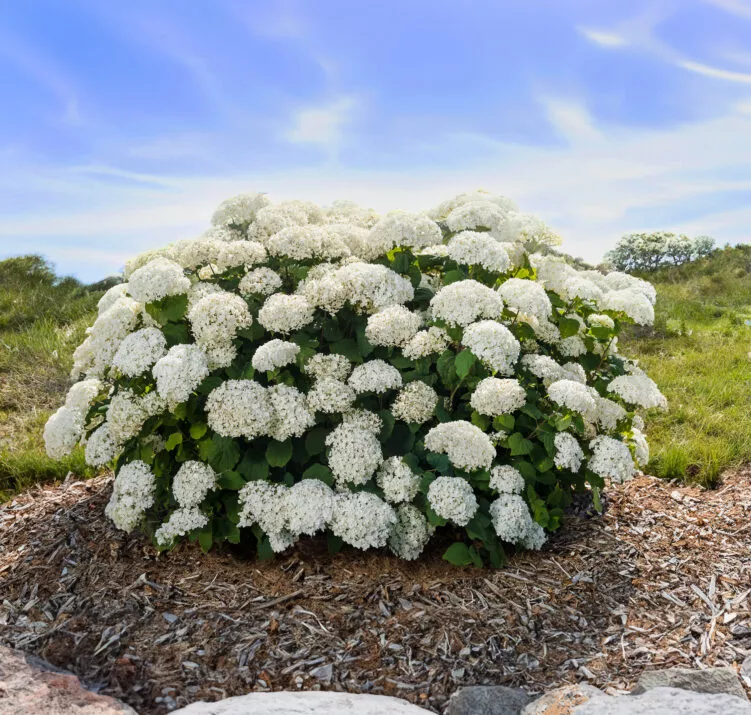Hydrangea a. Flowerfull