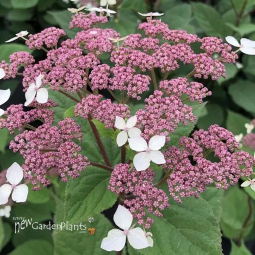 Hydrangea 'Invincibelle Lace™' - One Quart Pot