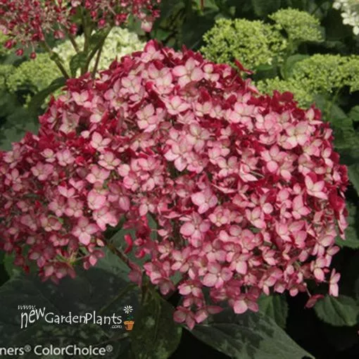 Hydrangea 'Invincibelle Ruby' - One Quart Pot