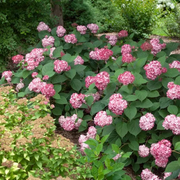 Hydrangea Invincibelle Ruby