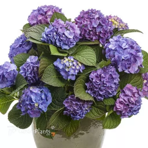 Hydrangea 'Let's Dance Blue Jangles' - One Quart Pot