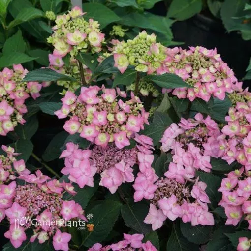 Hydrangea 'Let's Dance Can Do™' - One Quart Pot