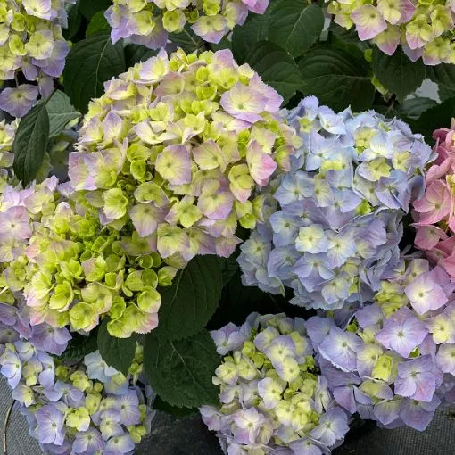 Hydrangea 'Let's Dance Sky View' - One Quart Pot