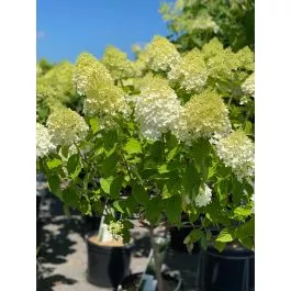 Hydrangea Limelight Tree