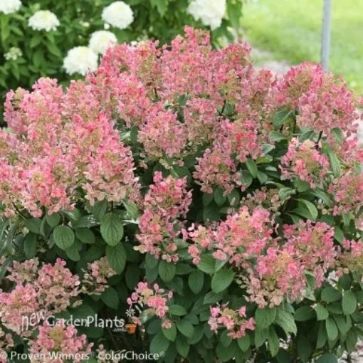 Hydrangea 'Little Quick Fire' - One Quart Pot