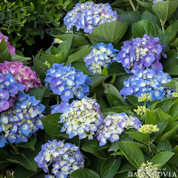 Hydrangea m. Cape Cod 2gal Seaside Serenade