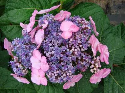 Hydrangea m. Twist n Shout