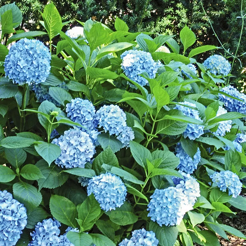 Hydrangea macrophylla ‘All Summer Beauty’
