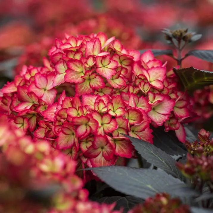 Hydrangea macrophylla 'Bailmacseven'- First Editions Eclipse Hydrangea