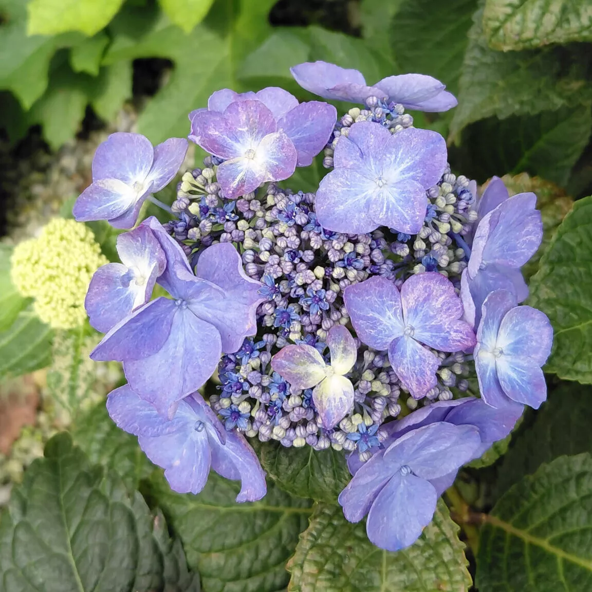 Hydrangea macrophylla ‘BAILMACSIX’ (Endless Summer Pop Star™)