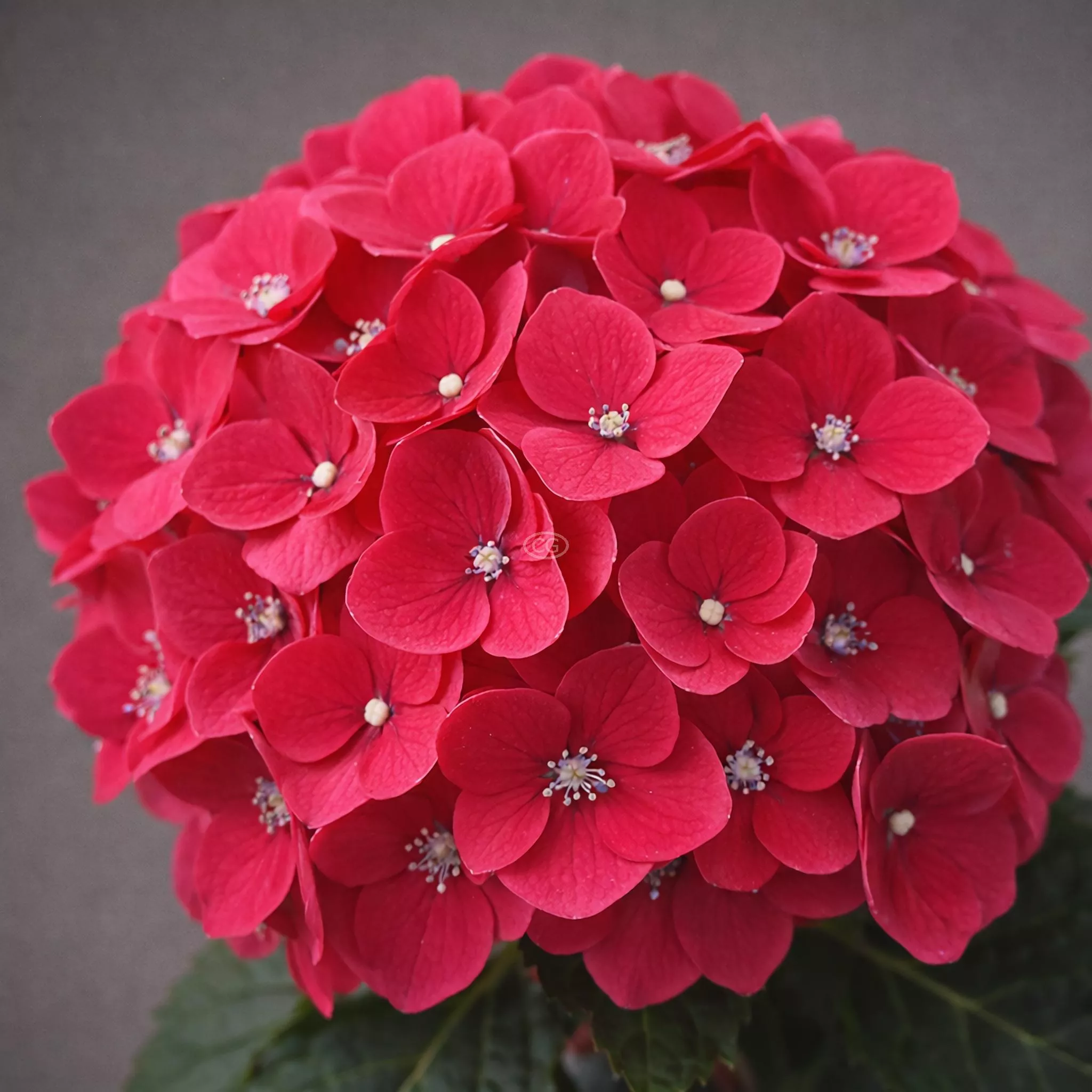 Hydrangea macrophylla 'Cherry-Go-Round' | Bigleaf Hydrangea 'Cherry-Go-Round™' | {2-Gallon pot} - Classy Groundcovers