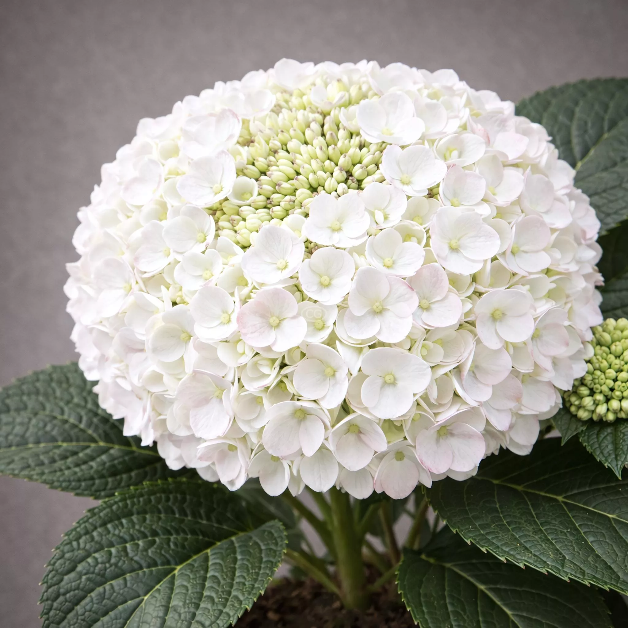Hydrangea macrophylla 'Endless Summer Dreamcloud' | Bigleaf Hydrangea 'Endless Summer Dreamcloud' | {2-Gallon pot} - Classy Groundcovers